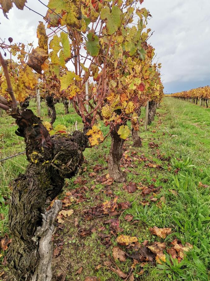 Gite " Suzon" A Peyroutas Vignonet St Emilion Exteriör bild